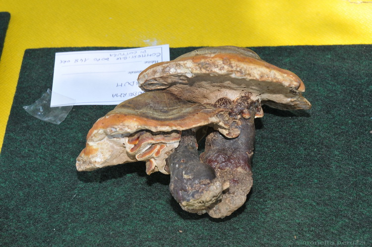 Mostra micologica a Villa Ankuri - PT